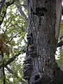 Hollows excavated by the lesser spotted woodpecker (Picoides minor). Also fungus, which may also help in the formation of hollows through the decomposition of heartwood.