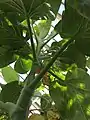 Canopy, viewed from beneath, of mature specimen flowering in Temperate House, Kew Gardens (flowers not visible in shot)