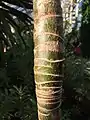 Young trunk bearing distinctive pale, annular leaf scars (Temperate House, Kew Gardens): note bud in centre of image