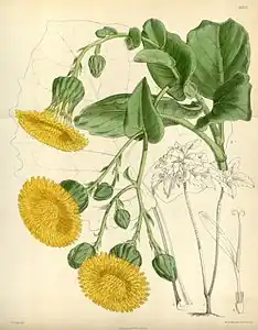 Sonchus splendens