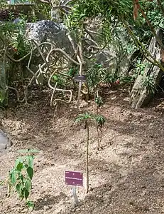 Sonchus pruinatus in cultivation