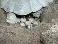 Laying eggs