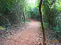 Inside a semi-evergreen (or semi-deciduous) forest in Odisha. Chandaka forest.