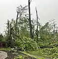 Tree damage, Amberwood Crescent, Country Place (Ottawa)