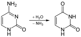 Deamination of cytosine to uracil.