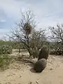 A mesquite tree with desert mistletoe in the Sonoran Desert.