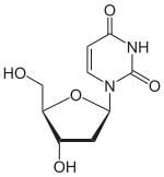 Chemical structure of deoxyuridine