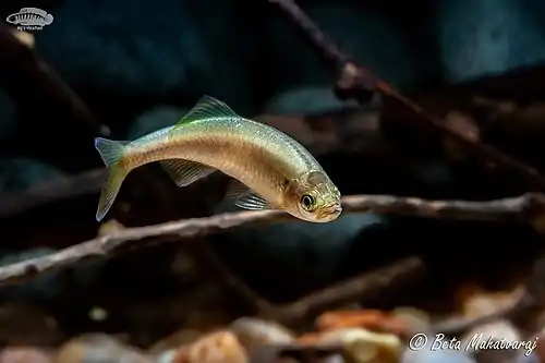 Devario neilgherriensis (Nilgiri Danio)