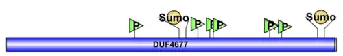 CCDC184 protein Domain, motif and post translational modification diagram