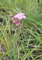 The Dianthus basuticus petals are only mildly or minutely serrated.