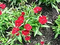 Red flowers