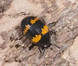 Diaperis boleti under bark of oak.