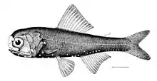 Lanternfish