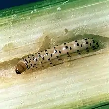 A shiny caterpillar with many black dots and a dark brown head