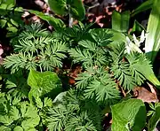 Flowers and leaves