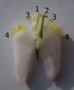 A flower dissected, showing four petals, two stamens, and pistil