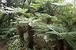 Ferns