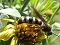 D. plumipes fossulana male in Florida