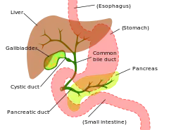 Digestive system diagram showing the cystic duct