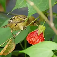 Diglossa sittoides, female