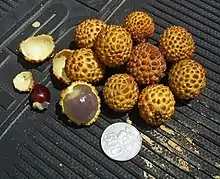 Alupag (Dimocarpus didyma)  fruits