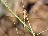 Adult female from above