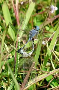 Diplacodes trivialis mating pair