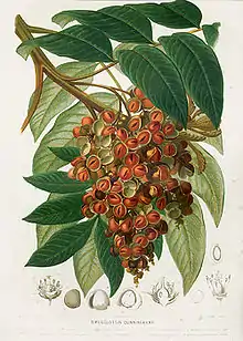 An old painting of Diploglottis australis, which doesn't satisfactorily represent the large and broad leaflets