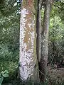 Large Diploglottis australis in private property near the Watagans National Park