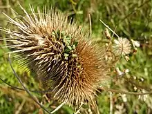 Seedhead of Dipsacus fullonum (common teasel) showing seeds germinating while still in seedhead (vivipary)