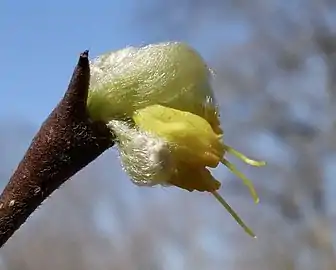 Flower detail