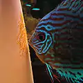 A discus (Symphysodon spp.) is guarding its eggs. Advanced broodcare is one of the defining characteristics of cichlids.