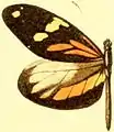 D. a. astynome male