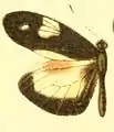 D. z. pallidula male