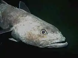 The Antarctic toothfish have large, upward looking eyes, adapted to detecting the silhouettes of prey fish.