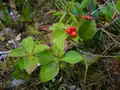 Dogwood Bunchberries in a bog