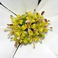 Close up of a flower cluster showing the four pale green petals on each flower.