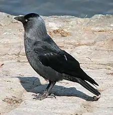 A jackdaw