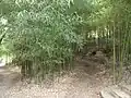 Bamboo grove in the Asian subtropical garden