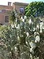 Cactus in the Canaries Garden at the Domaine du Rayol