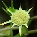 Mature flower structure with fruits.