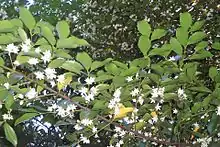 Sassafras flowers and leaves, St Ives North, Australia