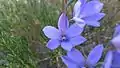 Thelymitra ixioides in the Royal National Park