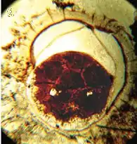 The earliest discovered potential embryo, preserved within an acanthomorphic acritarch.