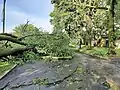 Downed trees on Adirondack Drive, Kenson Park (Ottawa)