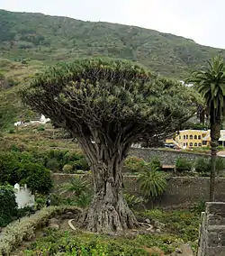 Dracaena draco