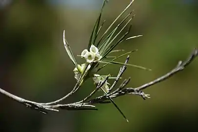 Inflorescence and some adult leaves