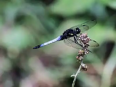 Orthetrum triangulare male