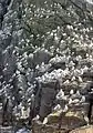 Kittiwakes on a bird cliff at the island of Runde.