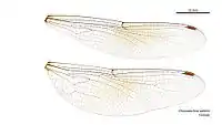 Female wings